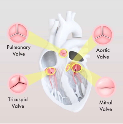 Valves of the heart